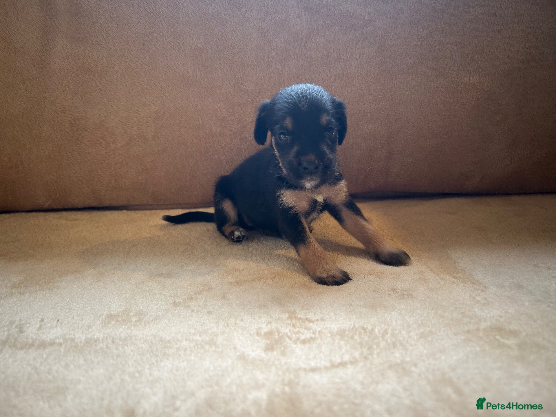 Cockapoo dogs for sale: 🩷4 beautiful cockapoo puppies 🩷 - Advert 7