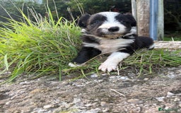 Bearded Collie dogs for sale: 🚨3/4 BEAUTIFUL BEARDIE PUPPIES 🚨 - Image 30