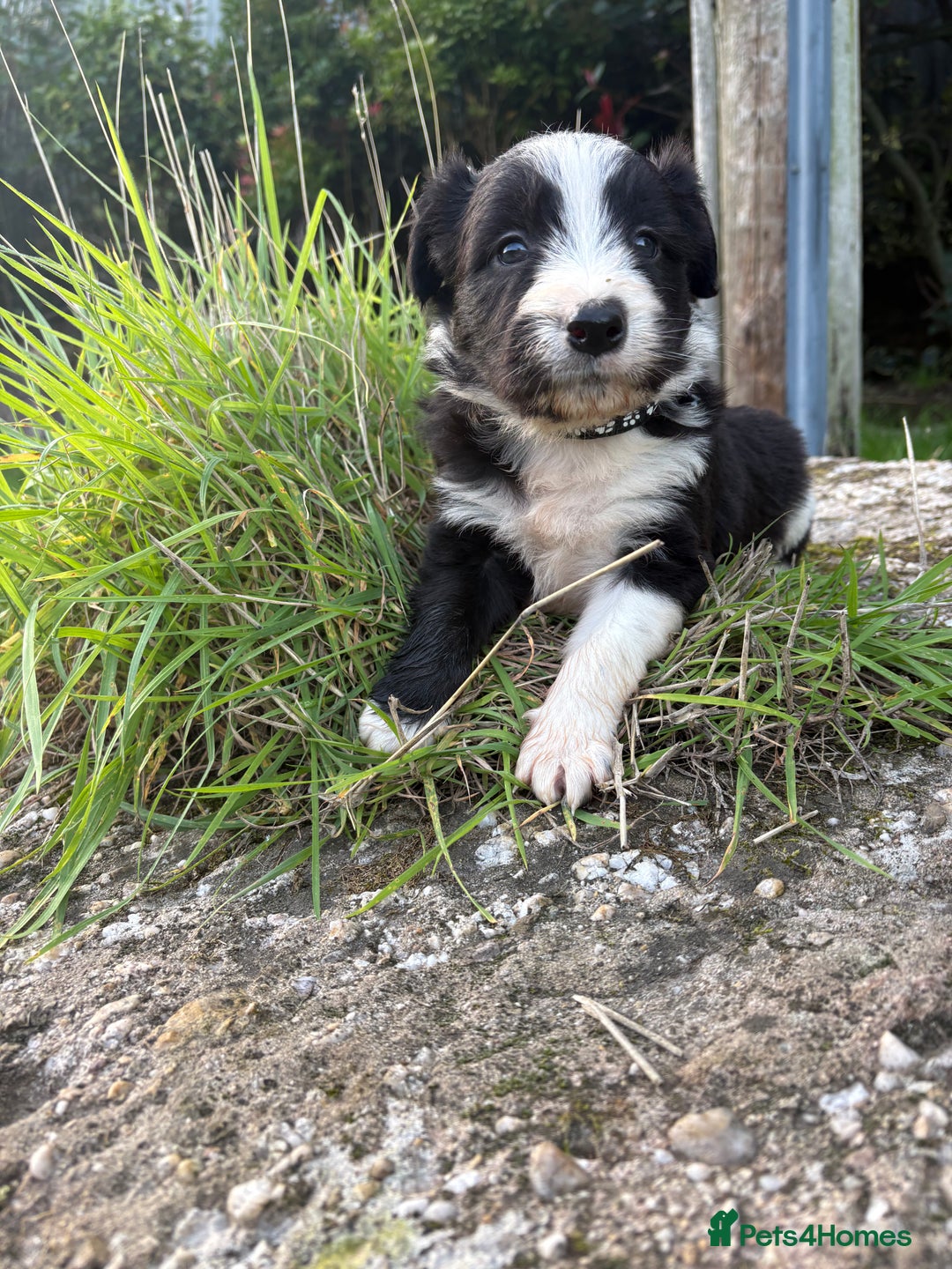 Bearded Collie dogs for sale: 🚨3/4 BEAUTIFUL BEARDIE PUPPIES 🚨 - Image 30