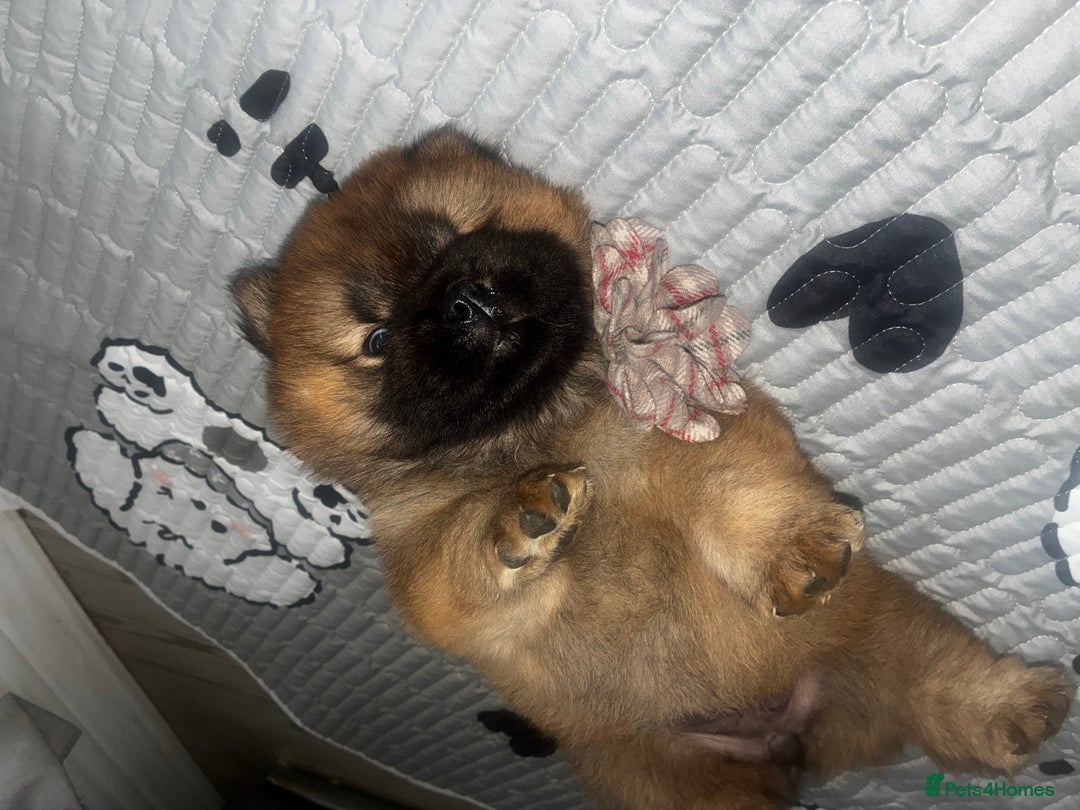 Chow Chow dogs for sale: Cinnamon Chow Chow Puppies - Image 5