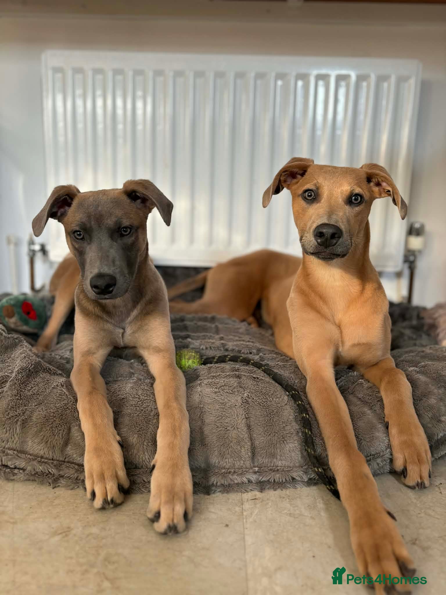 Mixed Breed dogs Bull lurchers - Advert 1