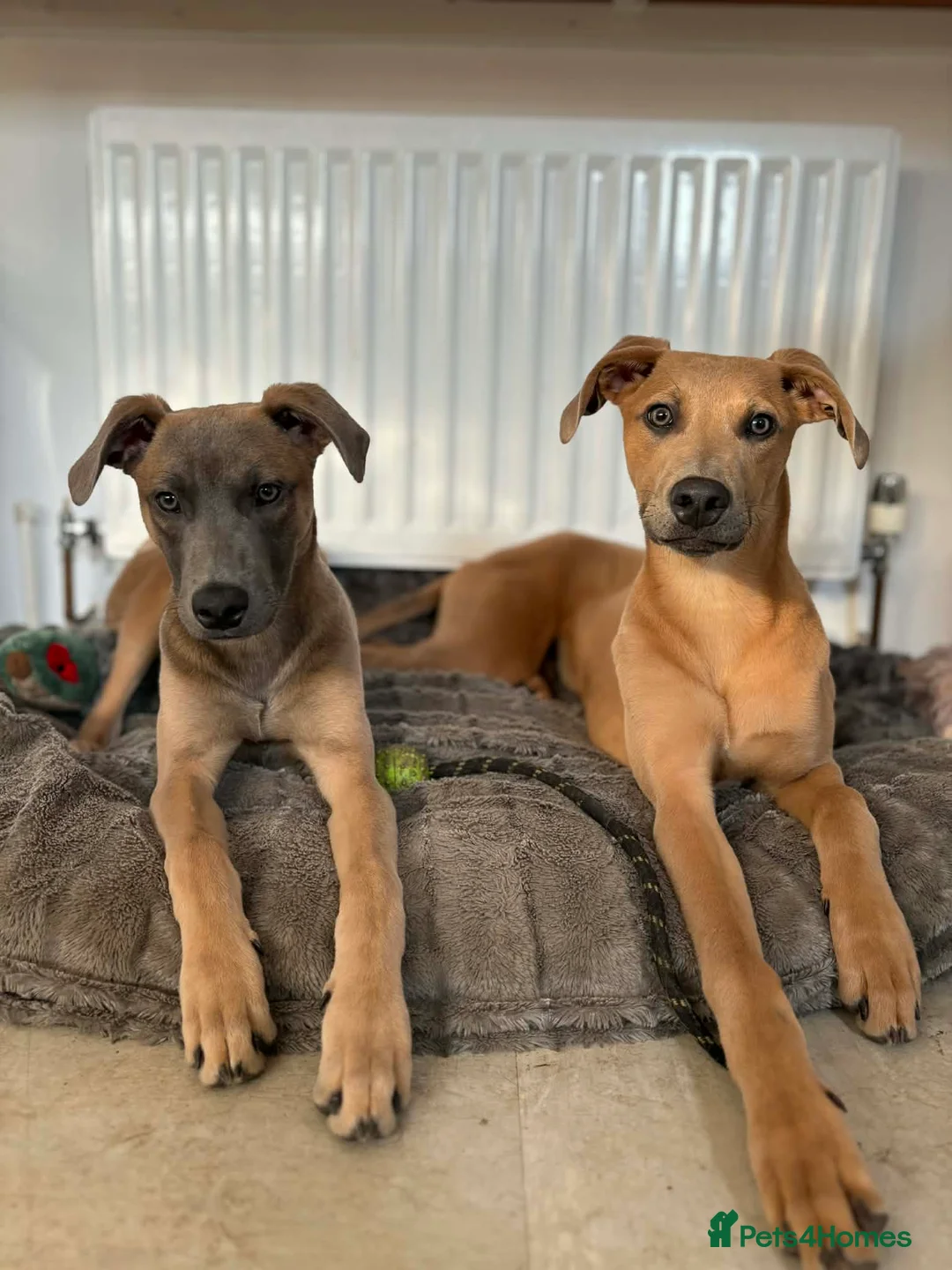 Mixed Breed dogs for sale: Bull lurchers in Blyth - Advert 1