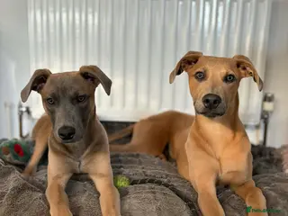 Mixed Breed dogs Bull lurchers - Advert 4