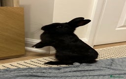 Netherland Dwarf rabbits for sale: Energetic Netherland Dwarf - Image 4