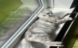Persian cats for sale: Persian chinchilla kittens - Image 11