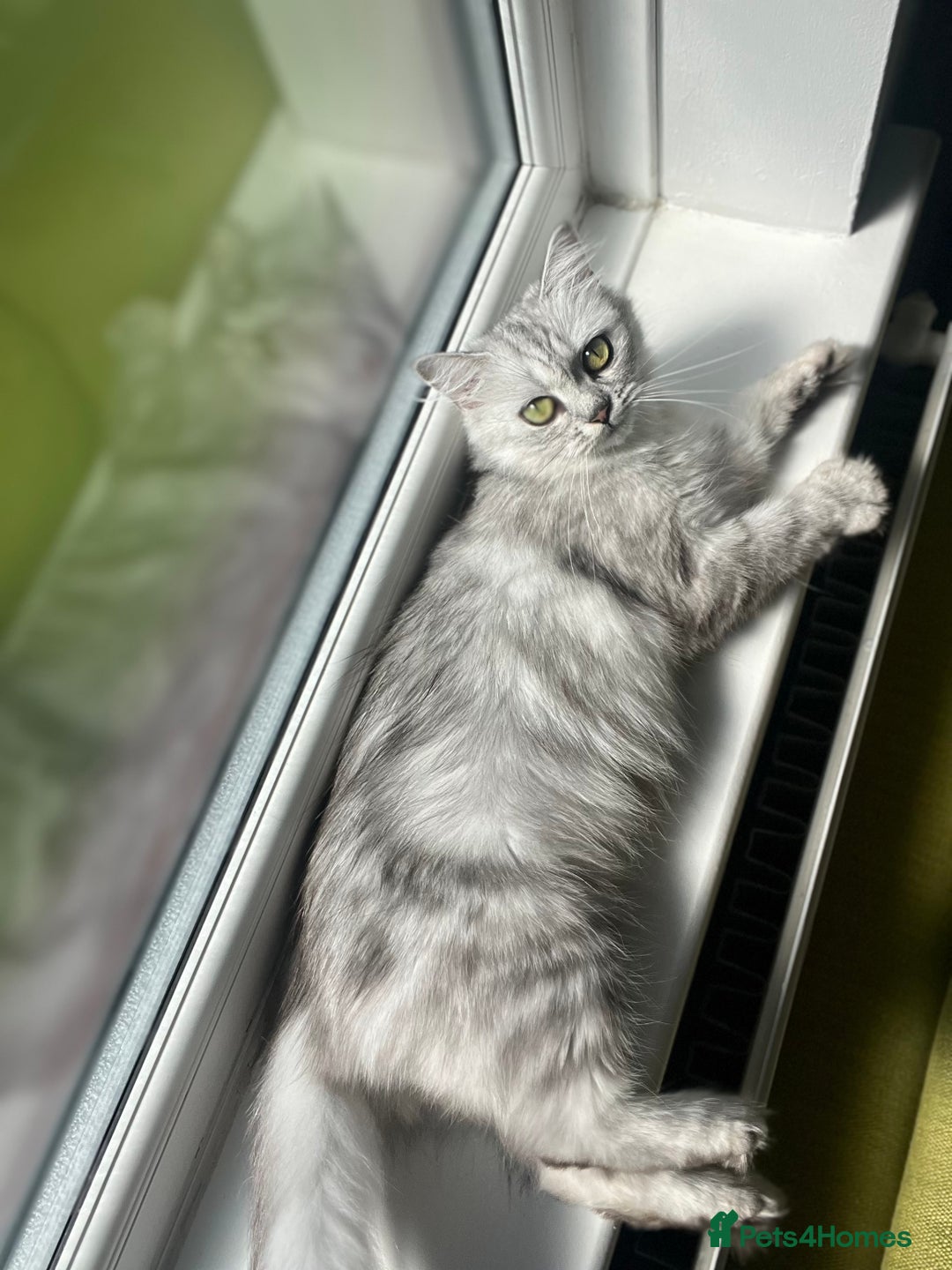 Persian cats for sale: Persian chinchilla kittens - Image 11