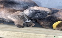 Border Terrier dogs for sale: Border Terrier Pups - KC registered - Image 5