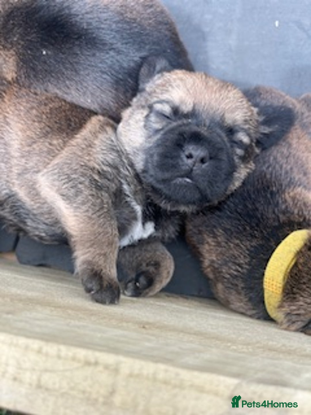 Border Terrier dogs for sale: Border Terrier Pups - KC registered - Image 5