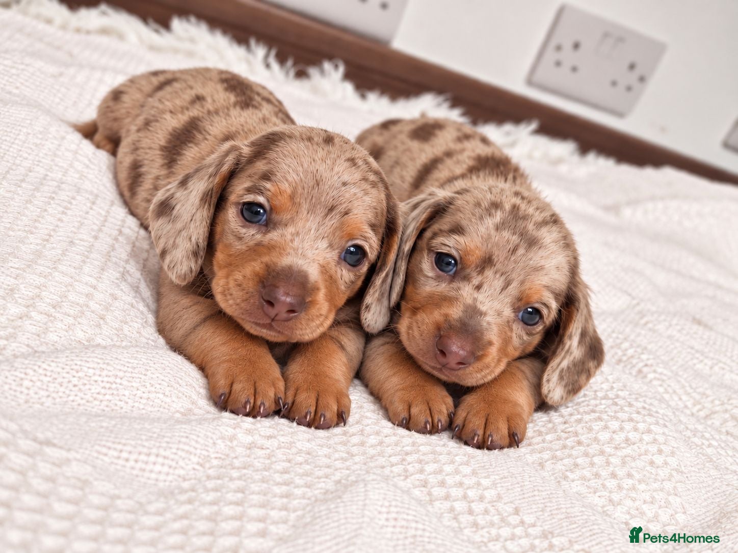Miniature Dachshund dogs Beautiful daschund babys ❤️❤️ - Advert 16