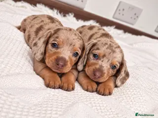 Miniature Dachshund dogs Stunning very tiny Beautiful dachshund babys ❤️❤️ - Advert 15