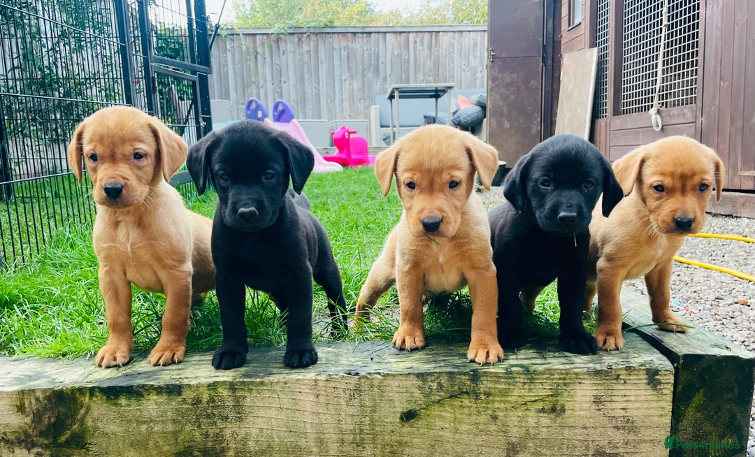 Labrador Retriever dogs for sale: Gorgeous Fox red / black Labrador puppies  - Image 1