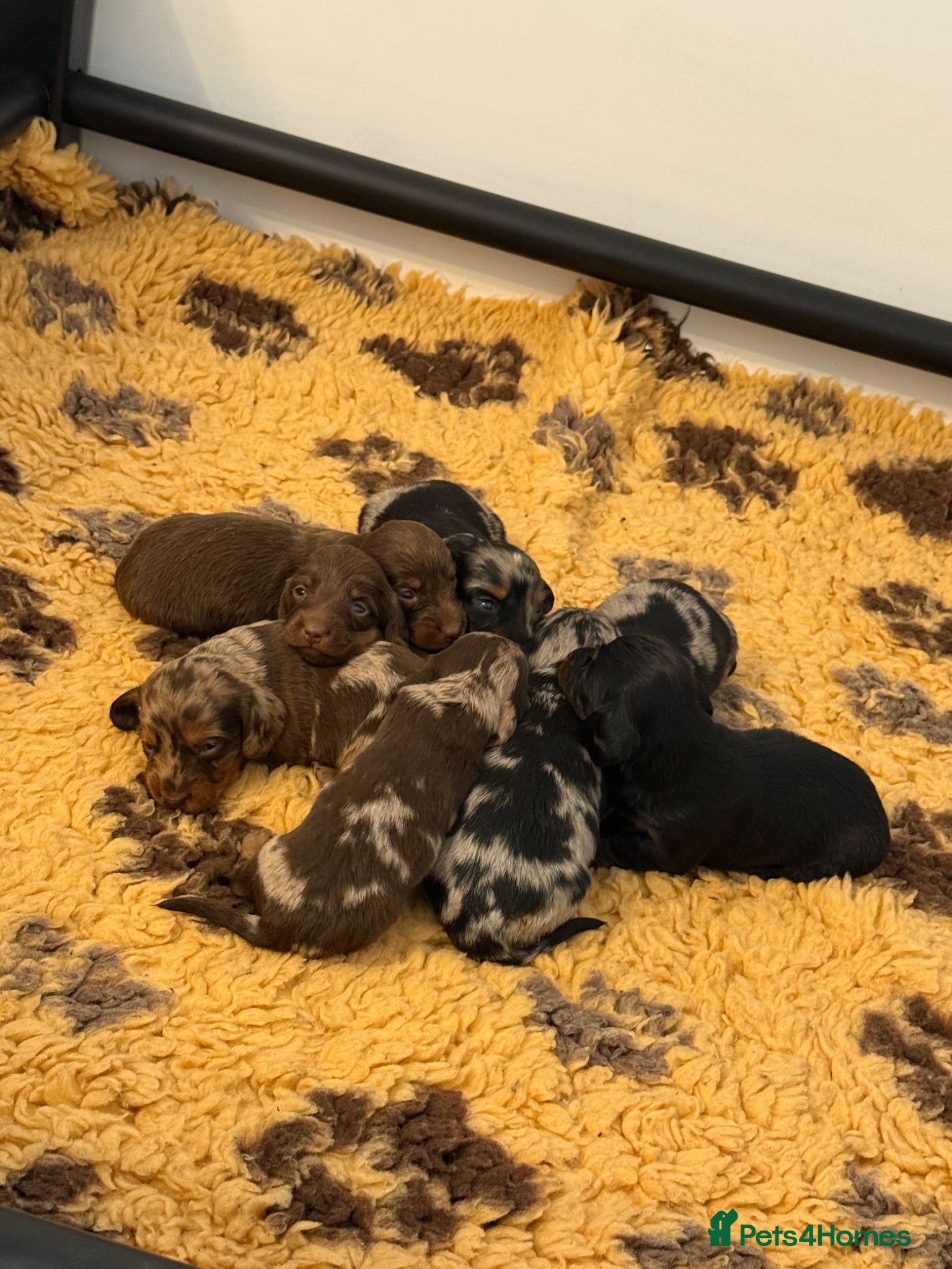 Dachshund dogs Long haired miniature dachshund puppies - Advert 1