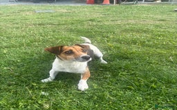 Jack Russell dogs for sale: Jack Russell puppy - Image 6