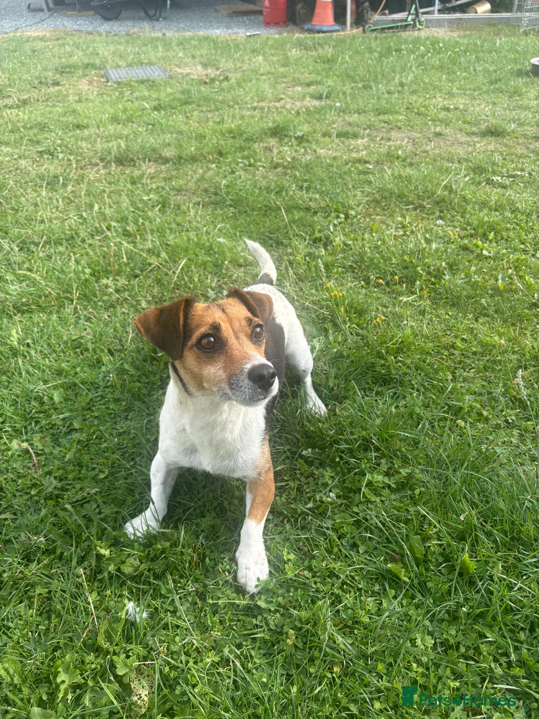Jack Russell dogs for sale: Jack Russell puppy - Image 6