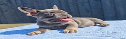 French Bulldog dogs for sale: Stunning litter of pups - Advert 4