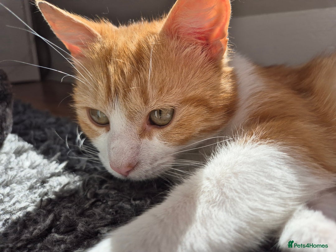 Domestic Shorthair cats for sale: Ginger male cat for rehoming  - Advert 4