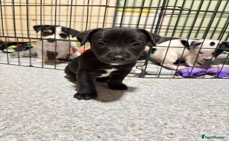 Mixed Breed dogs - Advert 4