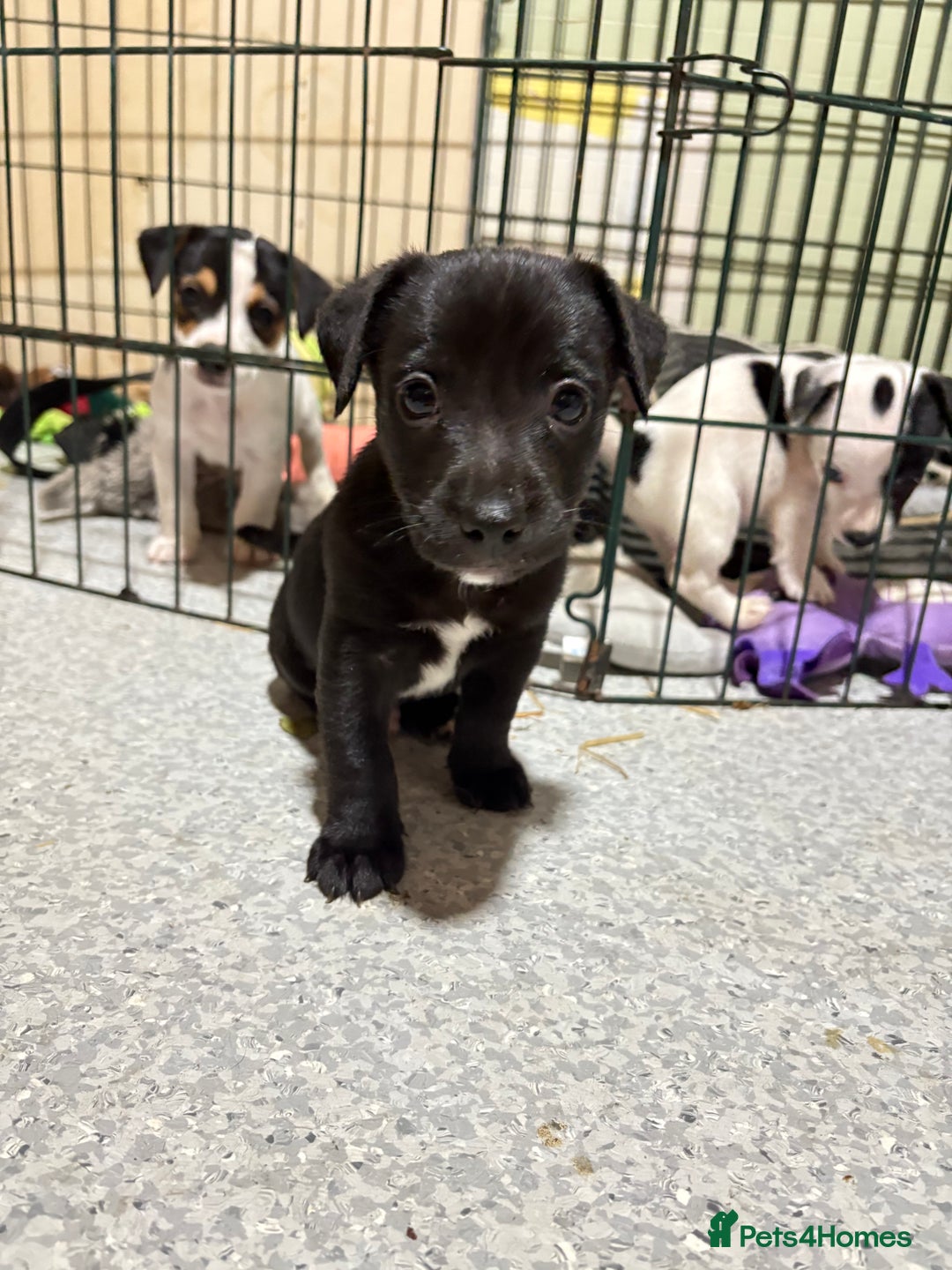 Mixed Breed dogs for sale: Male cocker-jack - Image 1
