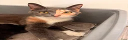 Russian Blue cats for sale: Beautiful mixed Russian Blue kittens  - Advert 1