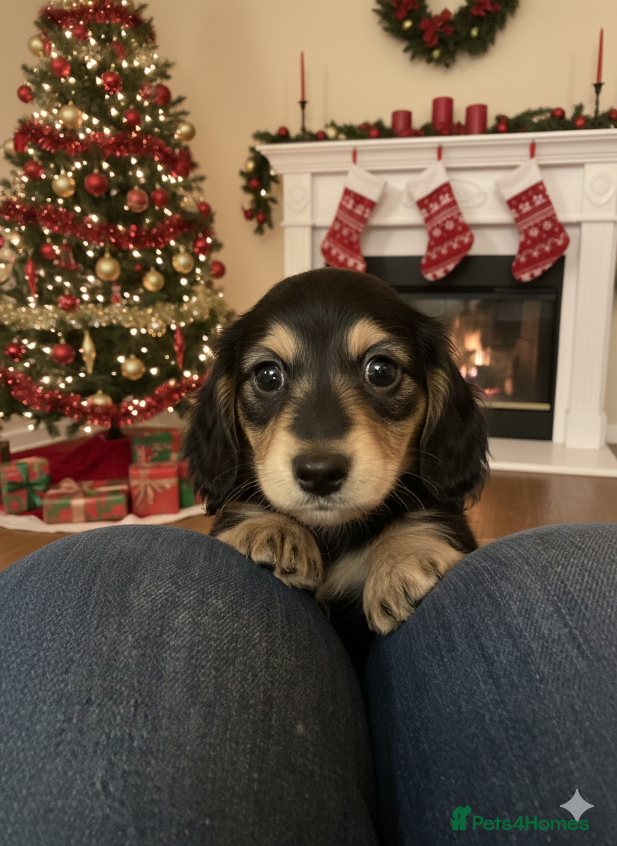 Miniature Dachshund dogs Stunning litter of Mini Long Haired Dachshunds - Advert 9