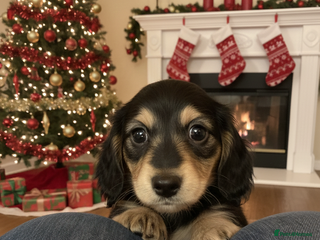 Miniature Dachshund dogs Stunning litter of Mini Long Haired Dachshunds - Advert 9