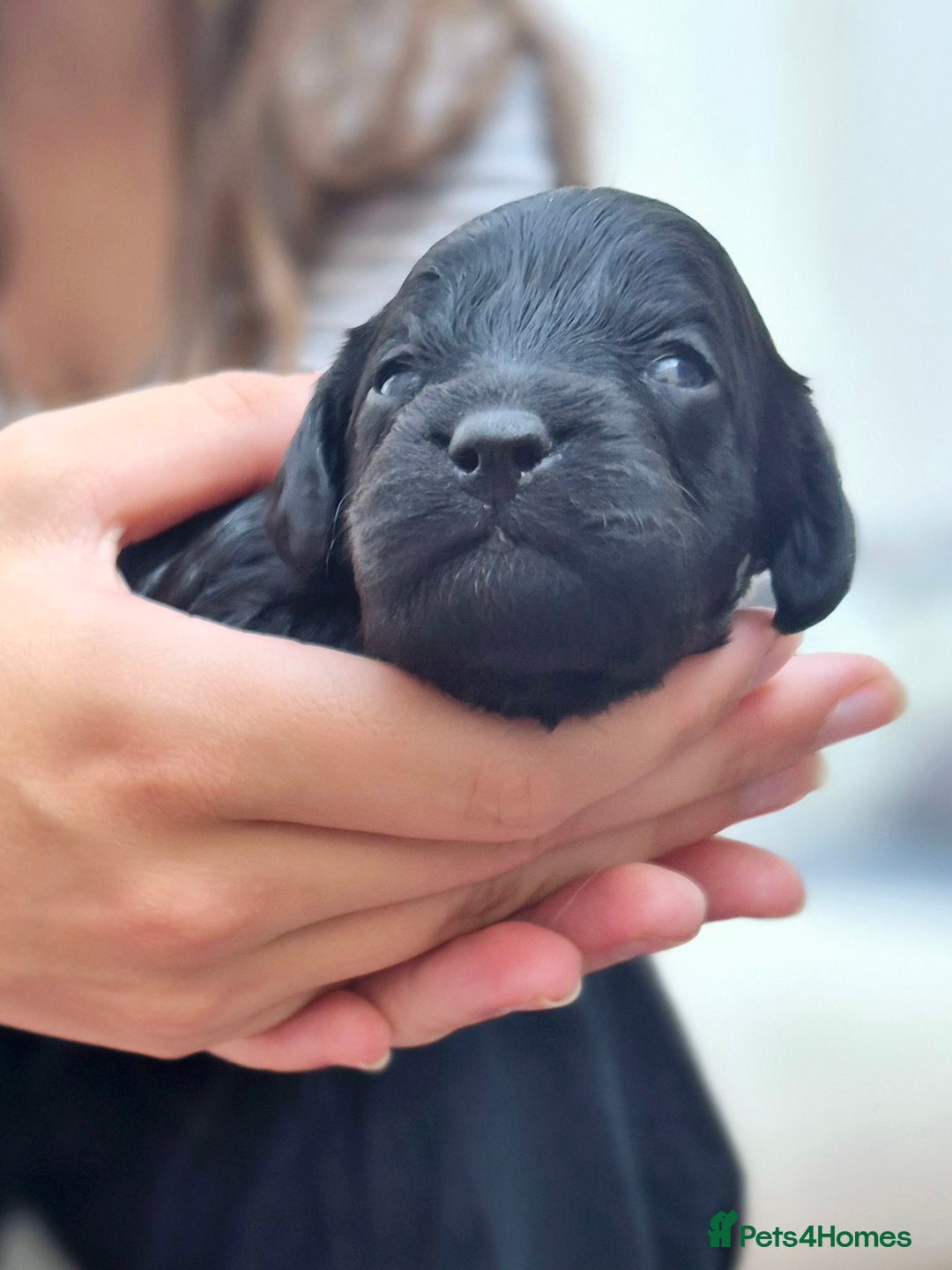 Cavapoo dogs for sale: Top quality cavapoo pups health test KCreg parents - Image 9