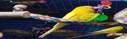 Budgerigars birds for sale: Eight Vibrant Budgies (EVERYTHING INCLUDED) in Haverfordwest - Advert 8