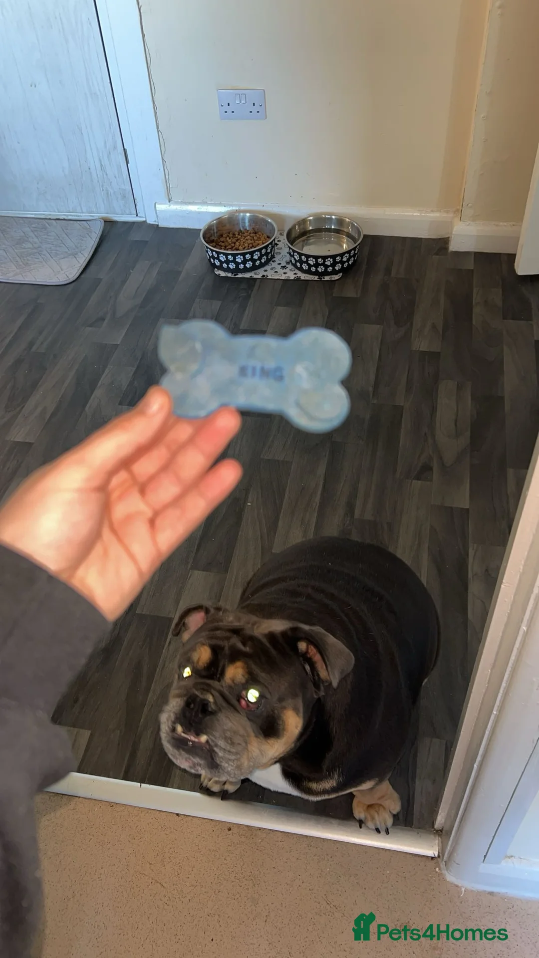 English Bulldog dogs for sale: 3 year Old British Bulldog for rehoming - Advert 2