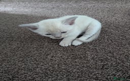 Burmese cats for sale: 5 bouncing beautiful Burmese boys - Image 7