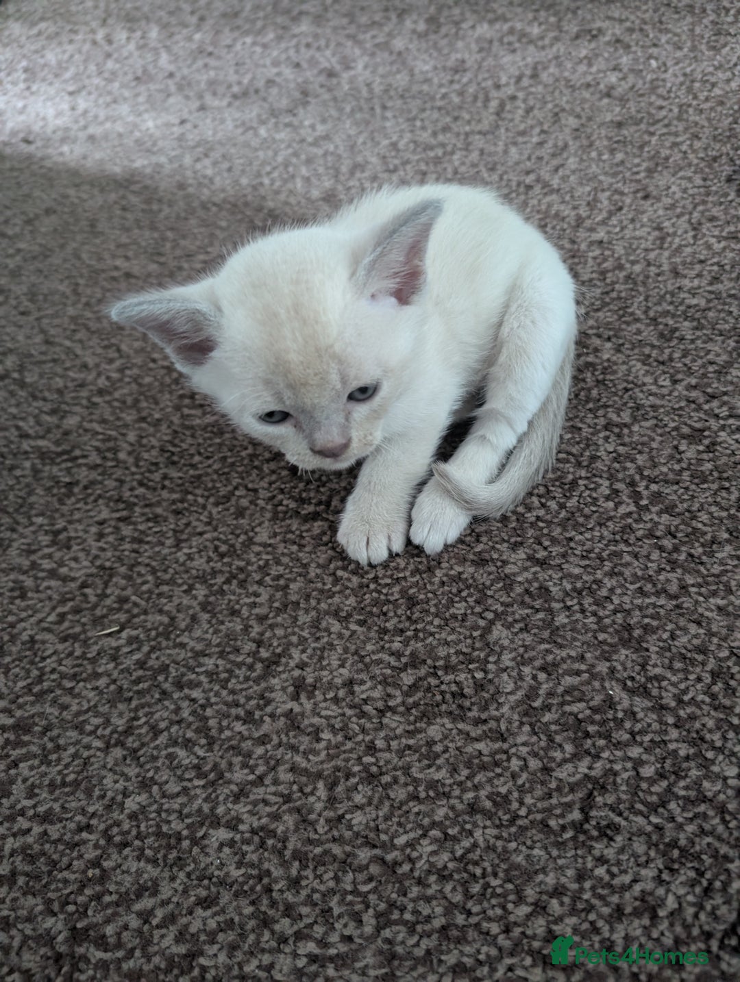 Burmese cats for sale: 5 bouncing beautiful Burmese boys - Image 7