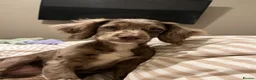 Cocker Spaniel dogs for sale: Merle cocker spaniel puppy 10 months  - Advert 7