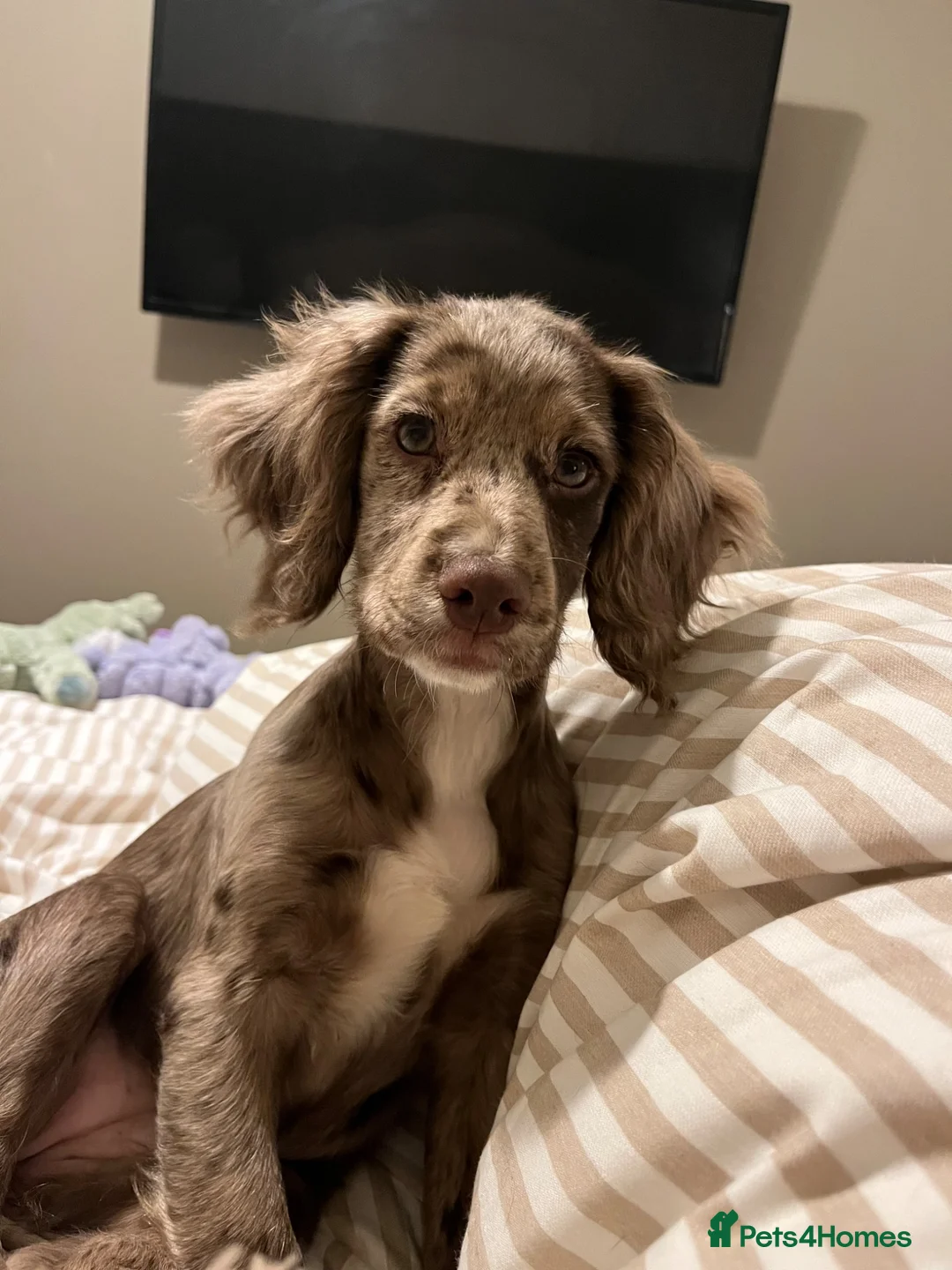 Cocker Spaniel dogs for sale: Merle cocker spaniel puppy 10 months  - Advert 7