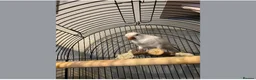 Parrots birds for sale: X2 quaker parrots monk parakeets  - Advert 9