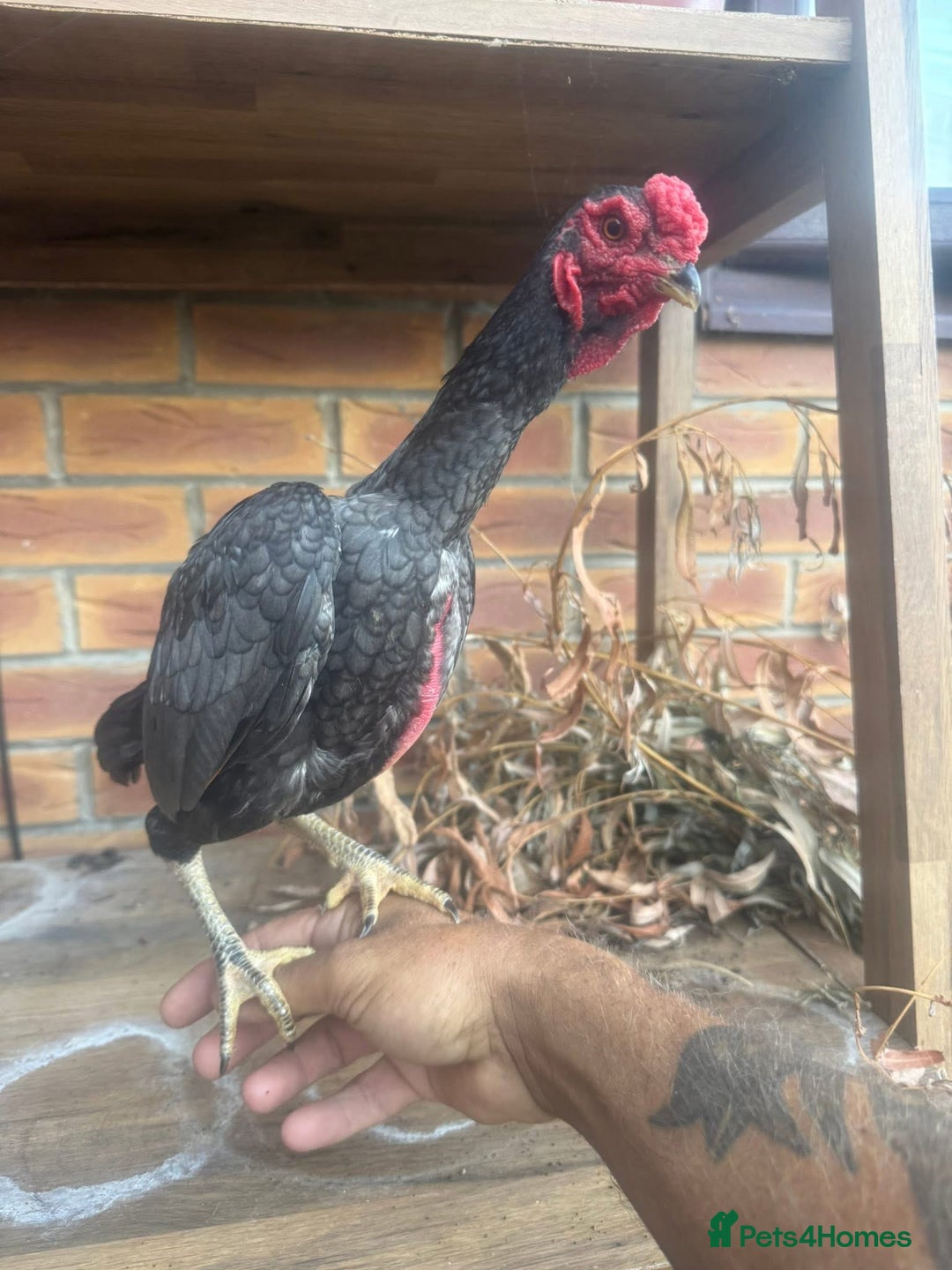 Mixed Breed livestock for sale: Ko shammo  - Advert 2