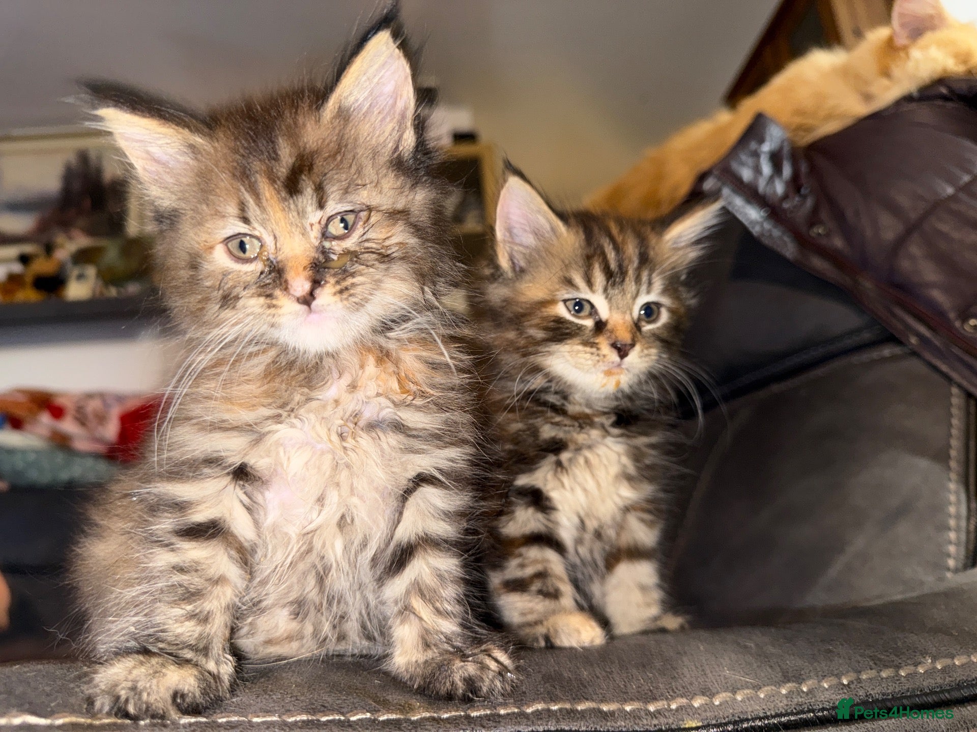Maine Coon cats Stunning Maine Coon X Kittens Needing New Homes! - Advert 1