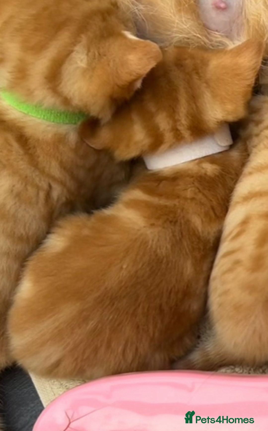 Mixed Breed cats for sale: Pure Ginger GIRLS - Image 16