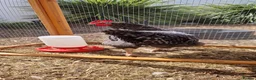 Chickens poultry for sale: Young cockerel 14 weeks  - Advert 2