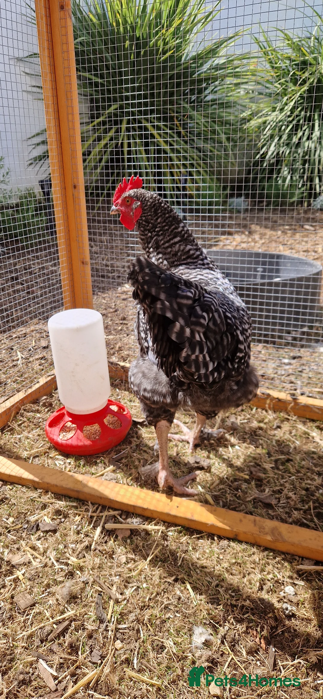 Chickens poultry for sale: Young cockerel 14 weeks  - Advert 2