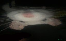 Chinchilla rodents for sale: 2 x male chinchillas and cage for sale  - Image 1