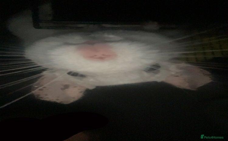 Chinchilla rodents - Advert 1