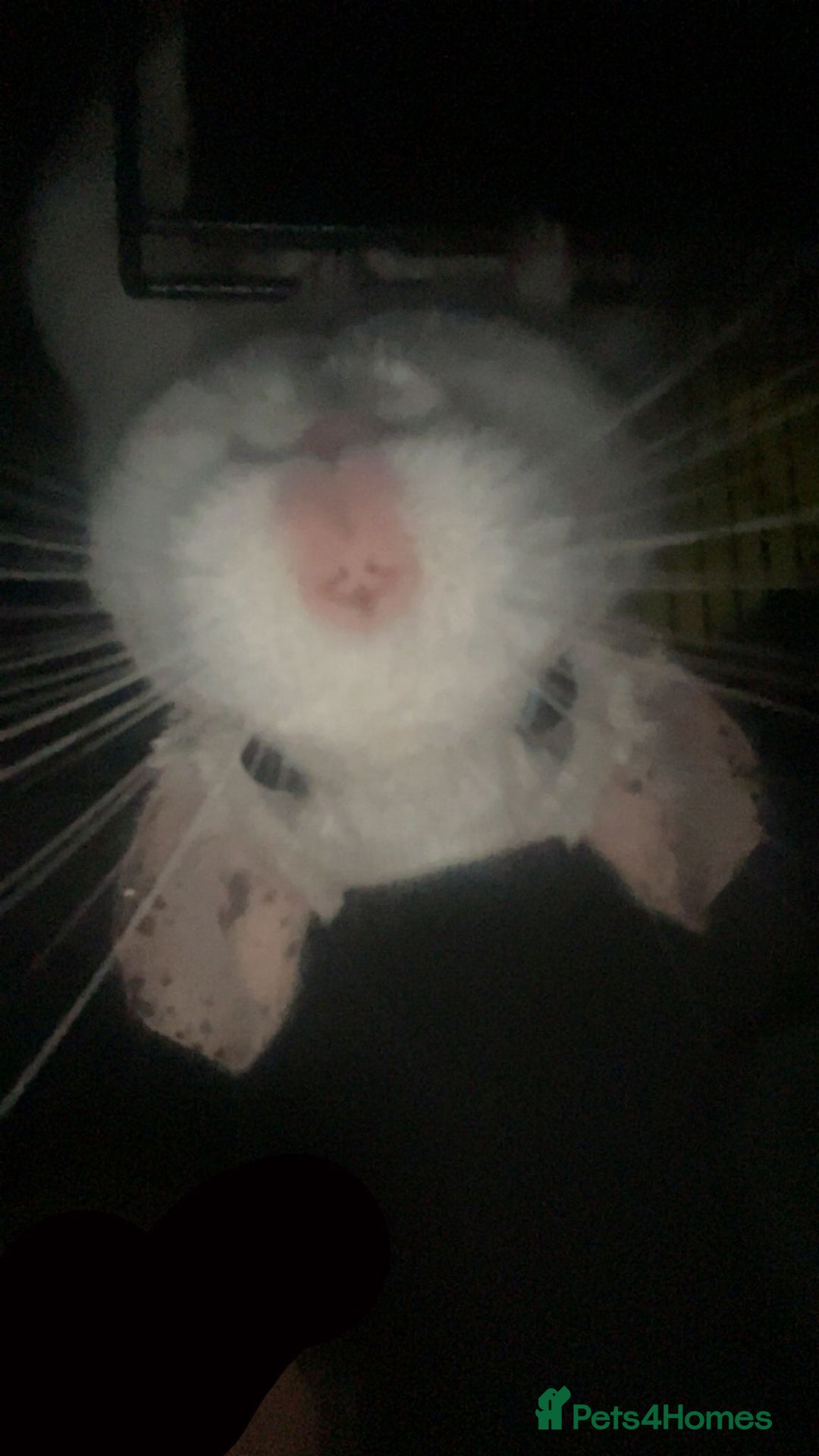 Chinchilla rodents for sale: 2 x male chinchillas and cage for sale  - Image 1