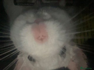 Chinchilla rodents for sale - Advert 1