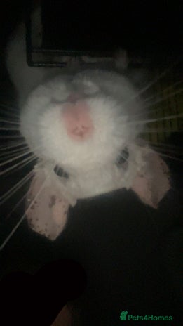 Chinchilla rodents - Advert 1