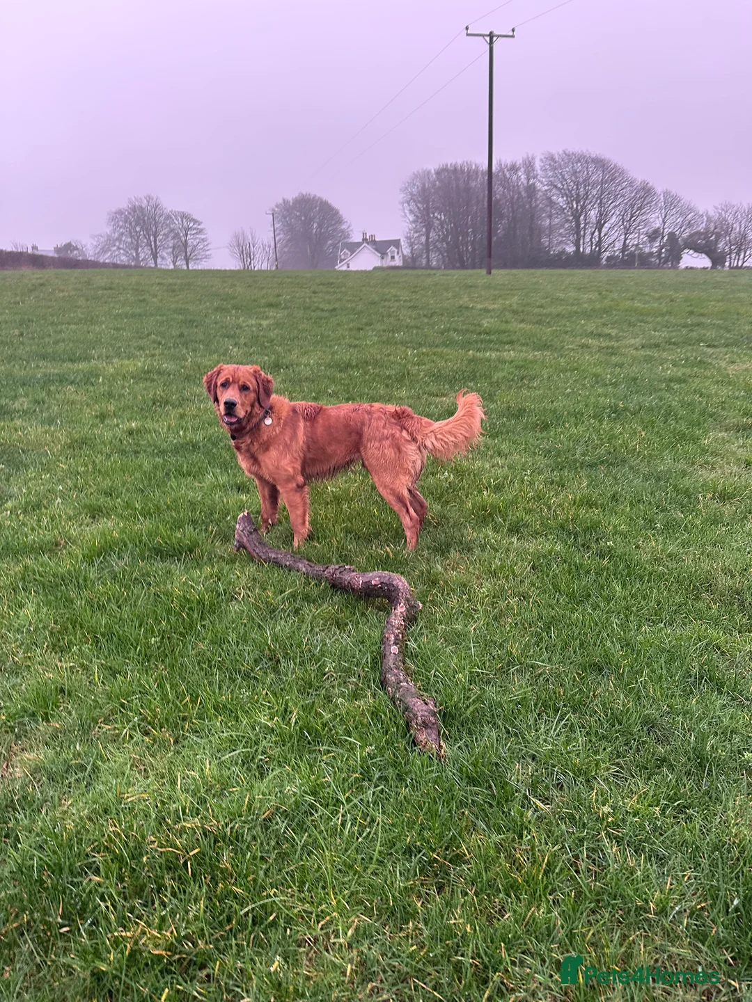 Golden Retriever dogs for sale: Beautiful boy in need of a new home  - Advert 1