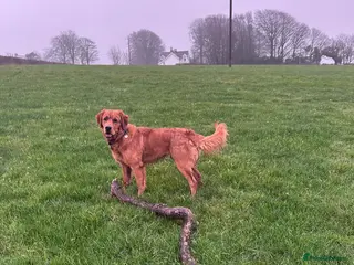 Golden Retriever dogs Beautiful boy in need of a new home - Advert 1