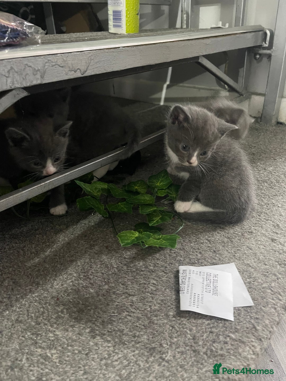 Mixed Breed cats for sale: 4 grey kittens - Advert 19