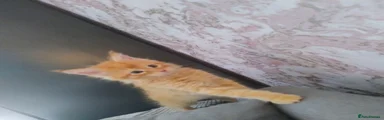 Maine Coon Kitten 2