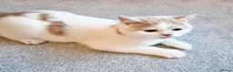 British Shorthair cats for sale: Gorgeous loving purr machines  - Advert 5