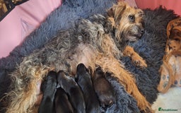 Border Terrier dogs for sale: Border terrier pups slem tested parents  - Image 5