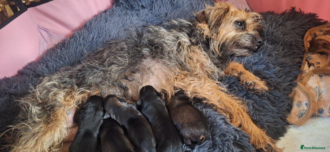 Border Terrier dogs for sale: Border terrier pups slem tested parents  - Image 5